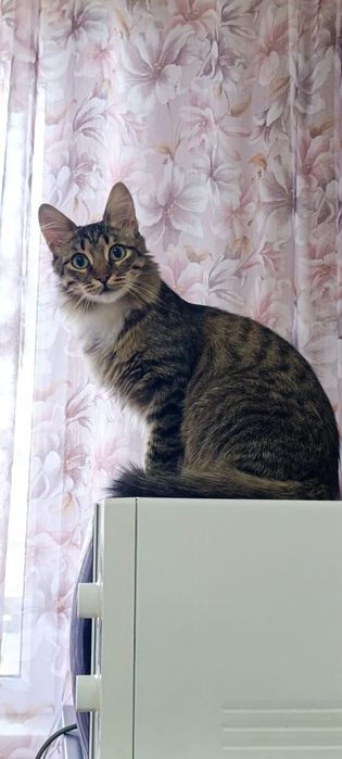 В хорошие руки шикарный котик