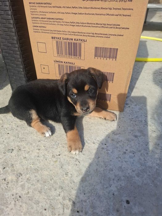 Подарявам малко кученце