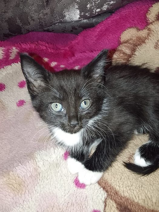 Котята им только 2 месяца