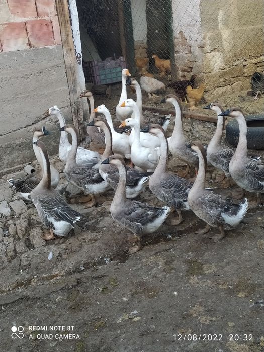 Млади лебедови гъски, люпени през март свободни 6 броя