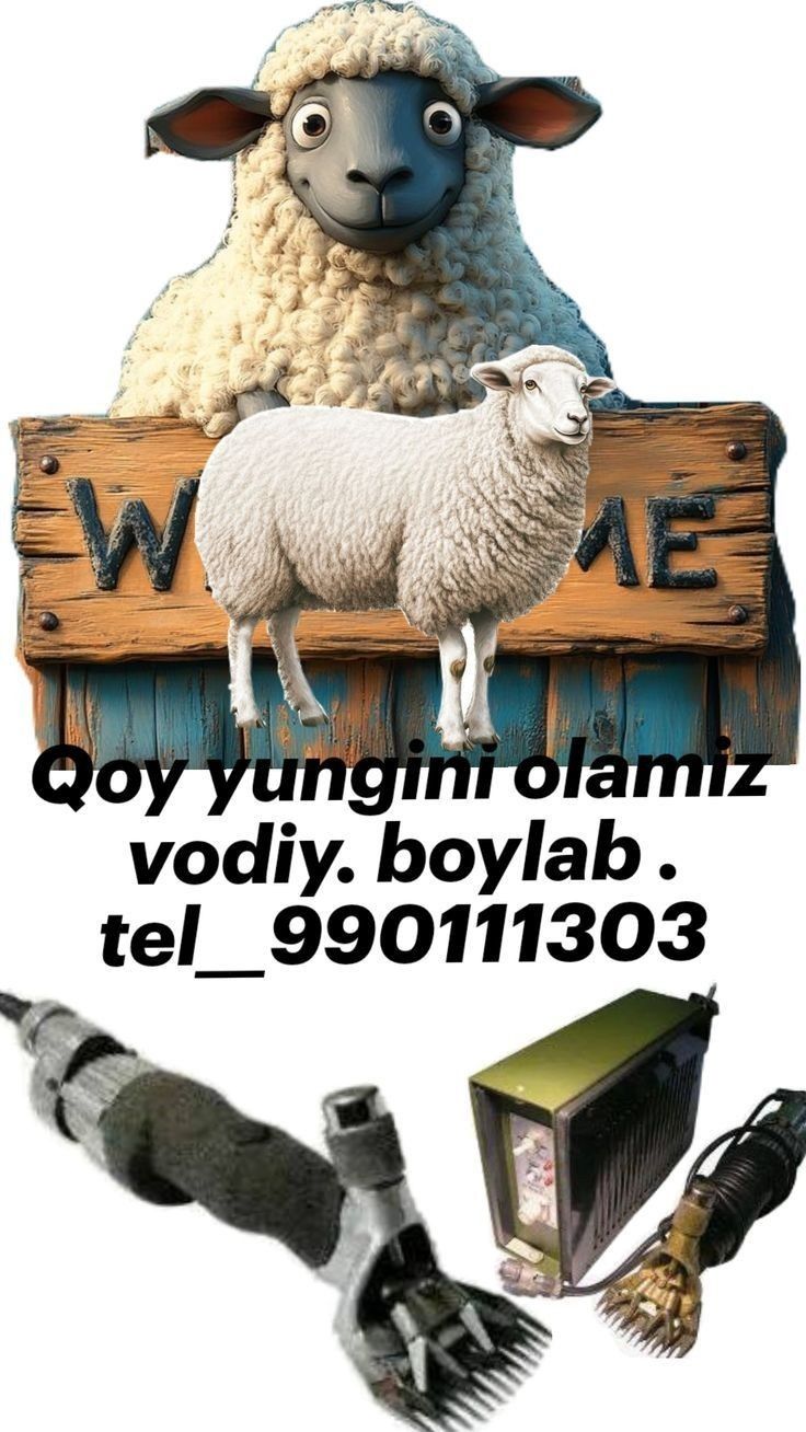 Qoy yungini olamiz vodiy boylab