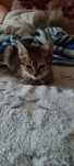 Отдам милую кошачку