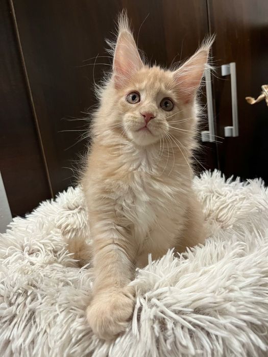 Baietel Maine Coon PEDIGREE Felisa