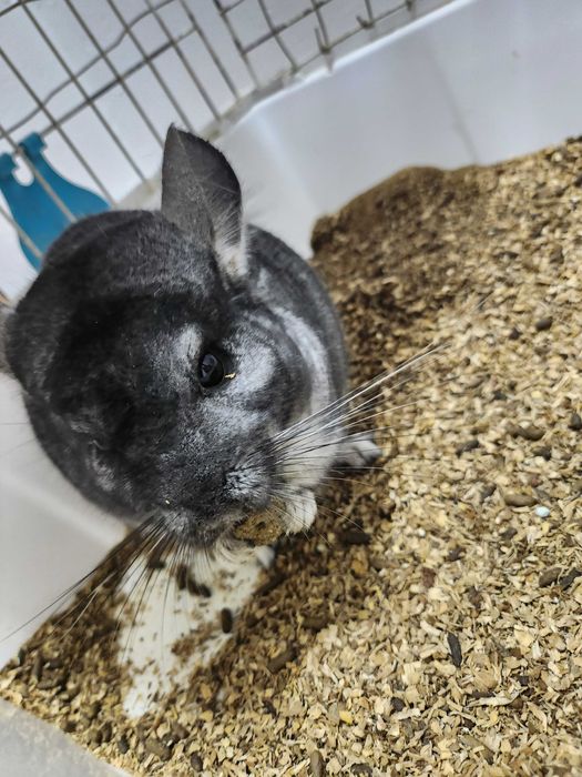 Vand sinsila, vine cu mancare, cusca si nisip