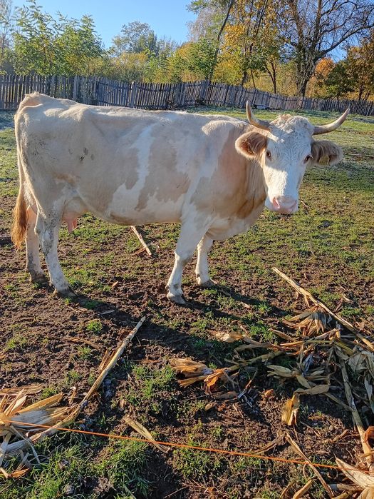 Vacă de 6 ani, cu viteza de 3 luni
