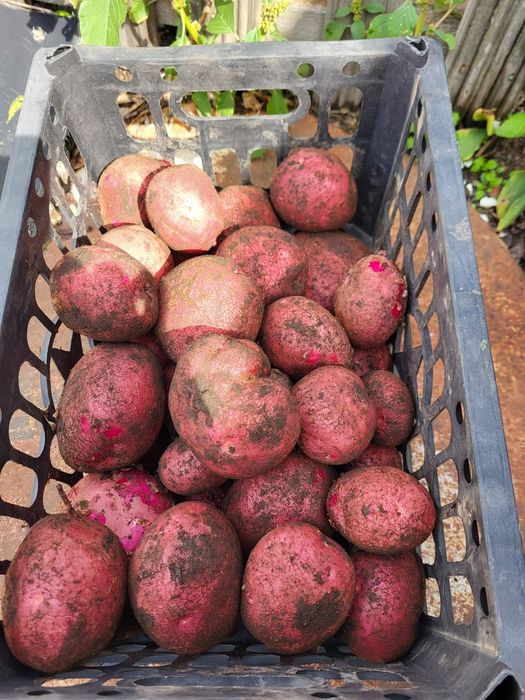 Картошка сорта Галла и Алладин