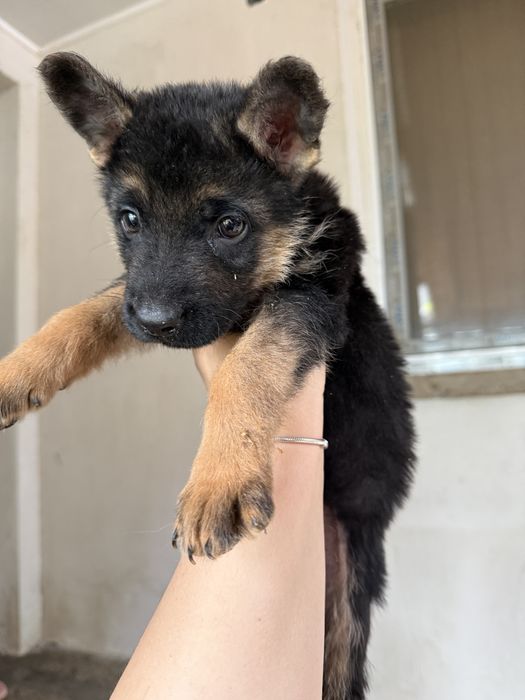 Немска овчарка кучета мъжки