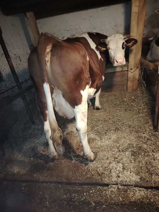 De vânzare vacă și juninca