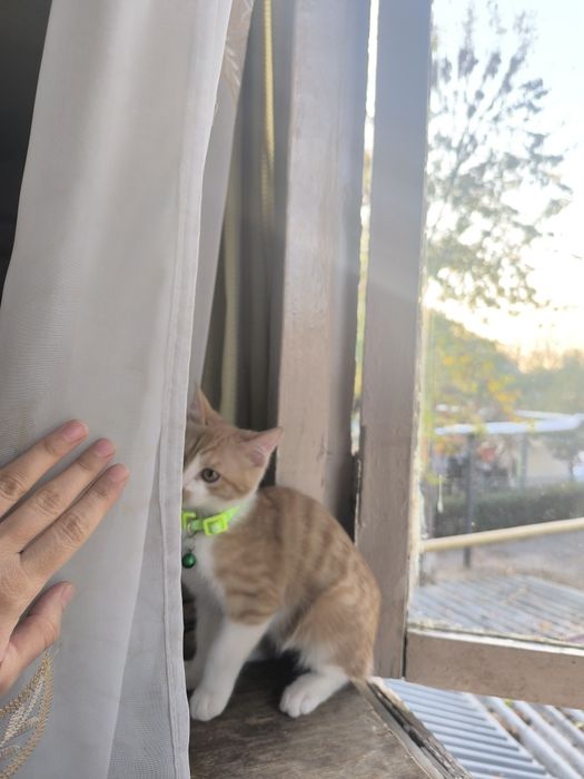 Hadiyaga mushukchammi beraman