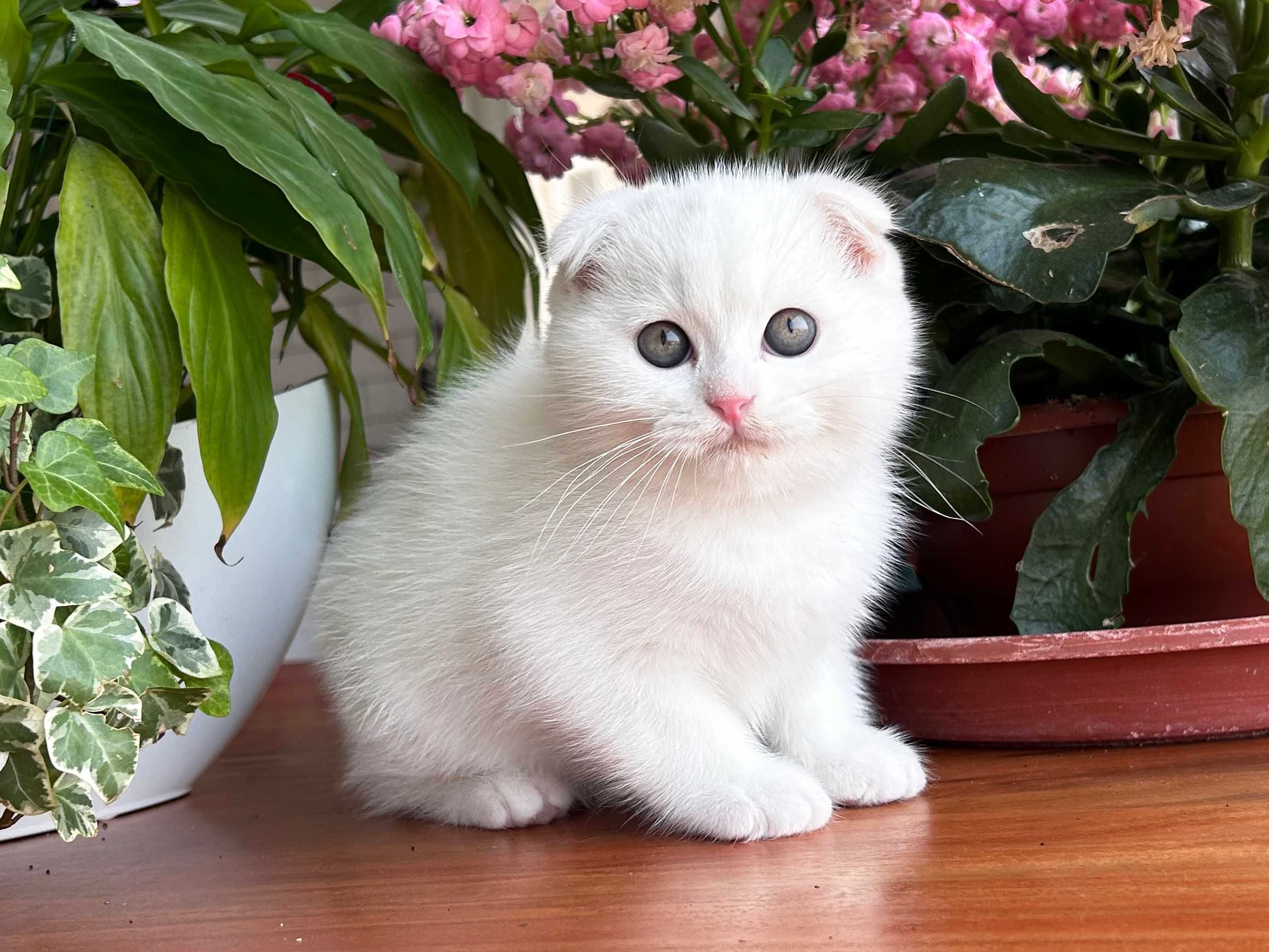 Pisoiaș alb de elită - Scottish Fold. Pedigree. Poze reale