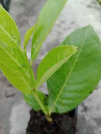 Prunus Laurocerasus Rotundifolia,  în oale p9 – 1 Eur pana la 30-40 cm
