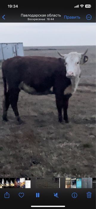 Продам крс молодняк