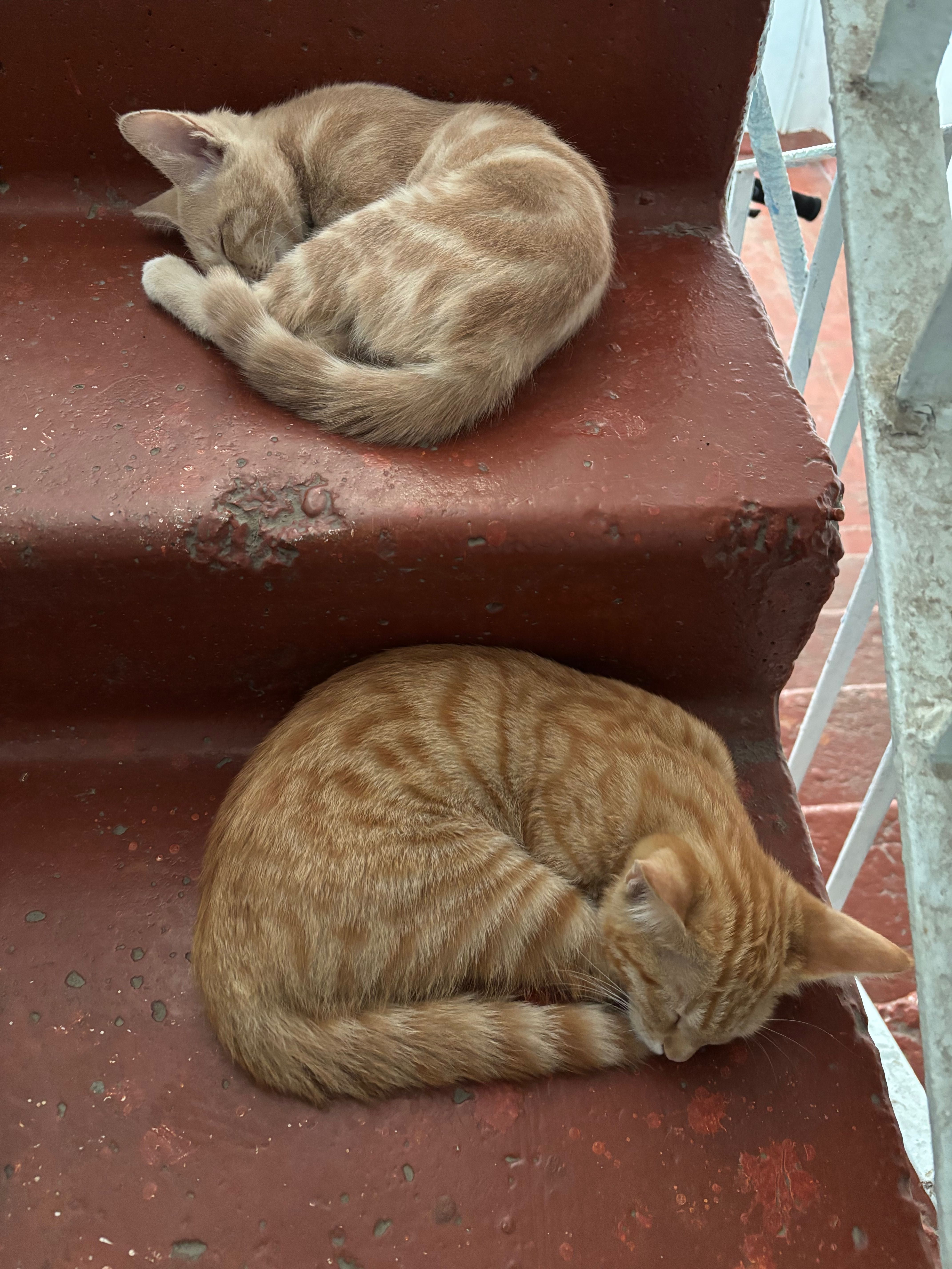 Отдам котят в хорошие руки