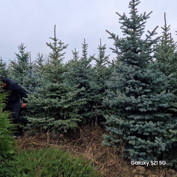 Brazi verzi si arginti