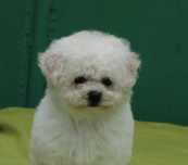 Bichon Frise cu pedigree FCI