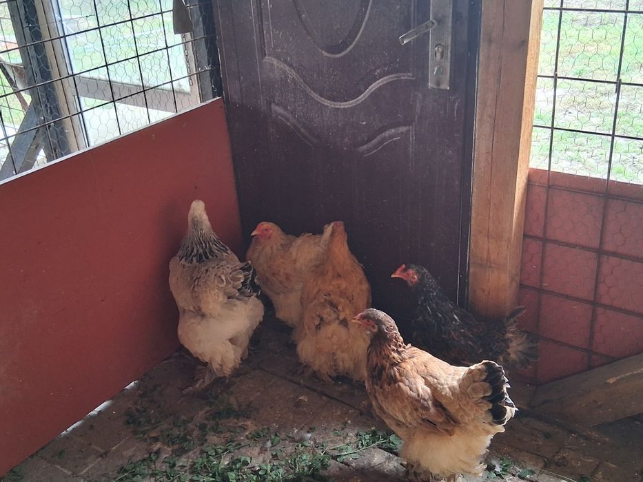 Vând 5 găini brahma mai multe variante de culoare