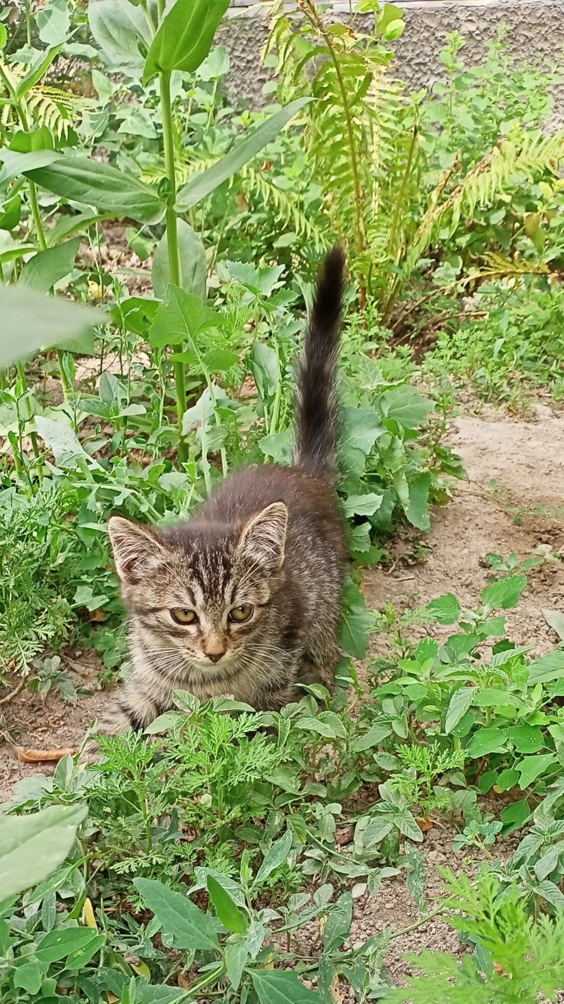 Котята бесплатно в хорошие руки.