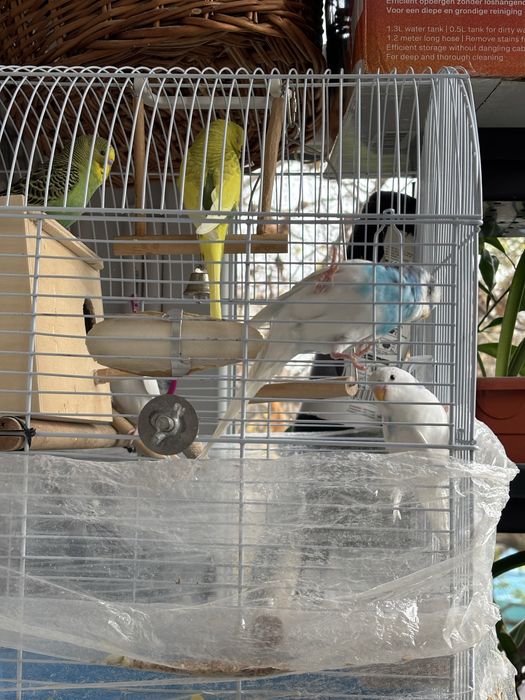 Pui de papagal perusi de vănzare 2025