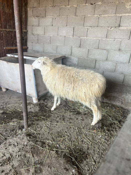 Барашек 1.5 кострат смешаная порода