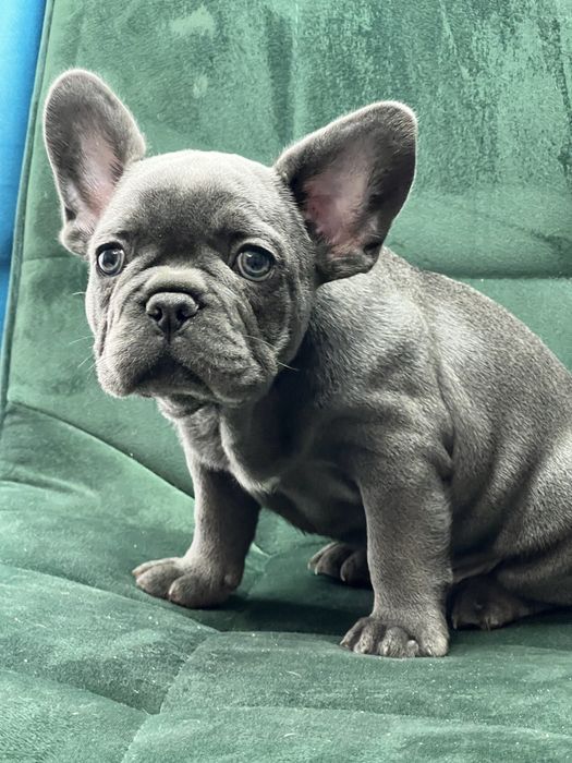 Bulldog francez baietel