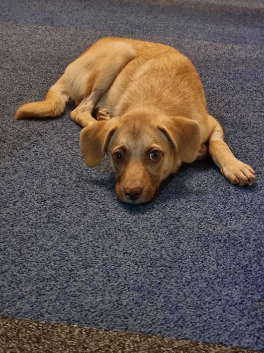 Adopta-l pe SCOOBY DOO – micul erou care a invins moartea!