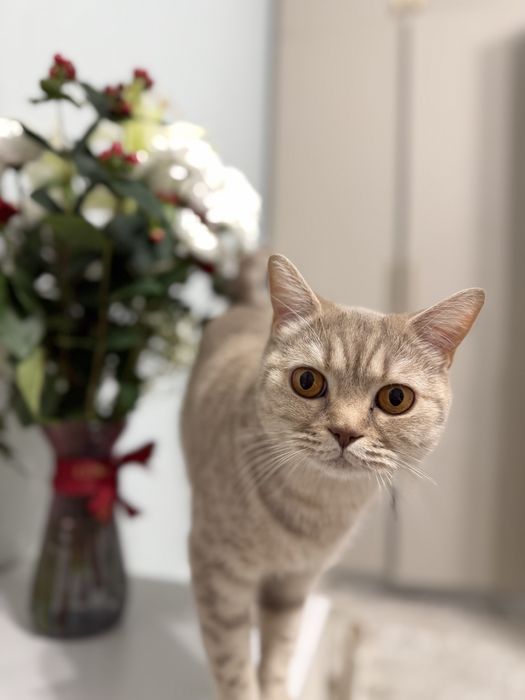 Отдам британскую кошку