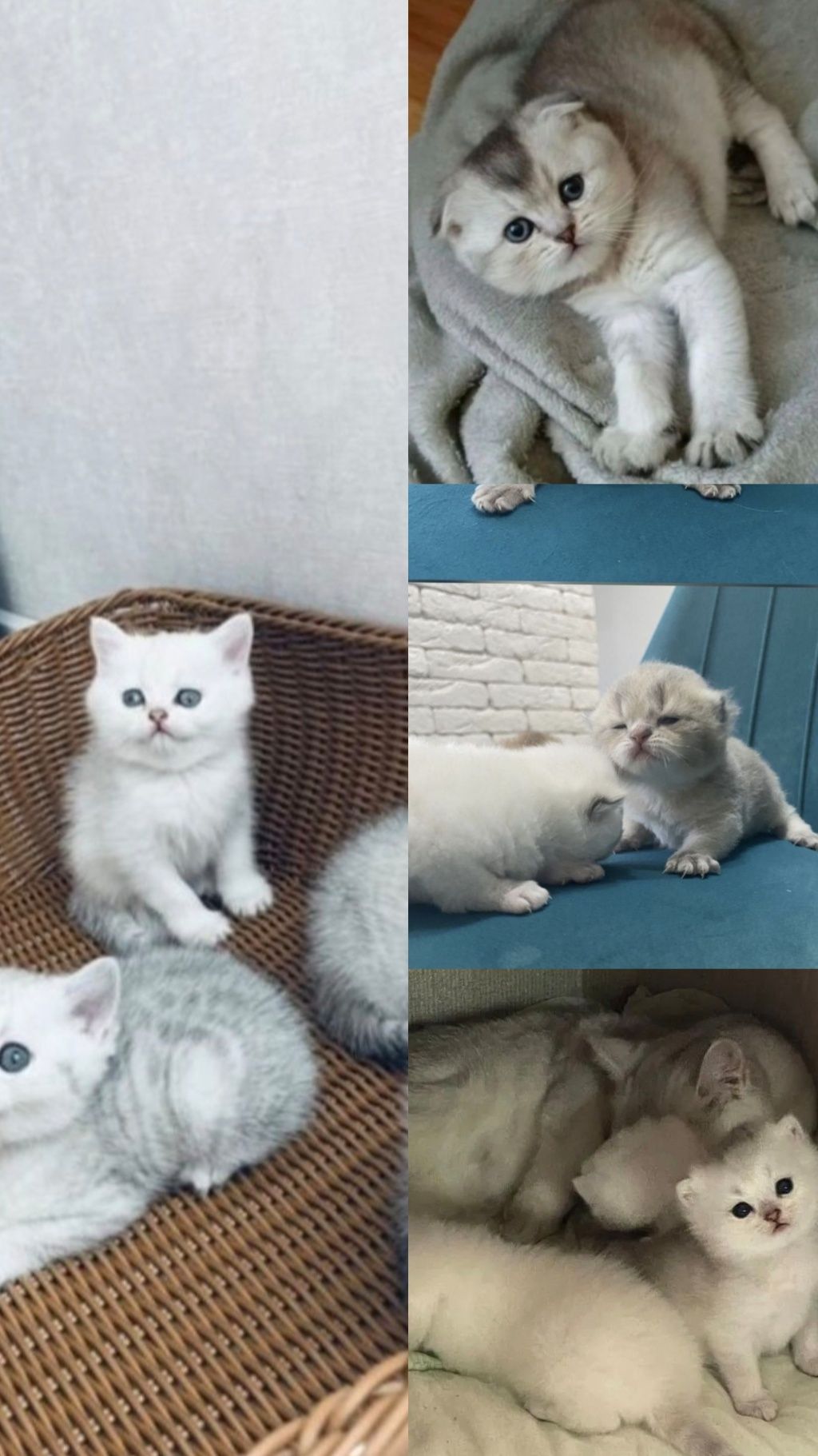 Кот, Вязка , с опытом