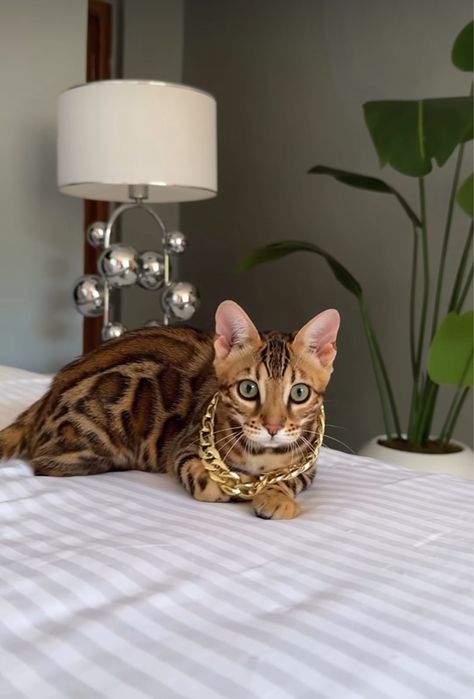 Срочно продаю чистокровный бенгальские кошка