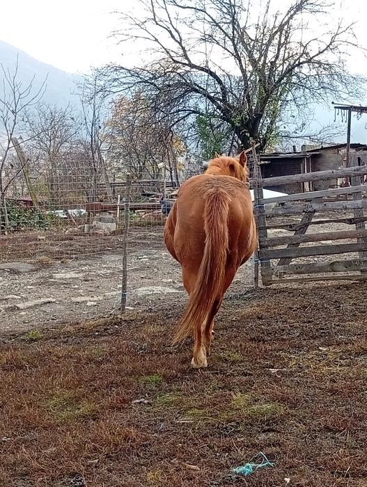 De vânzare mama și fica 170 de milioane preț negociabil