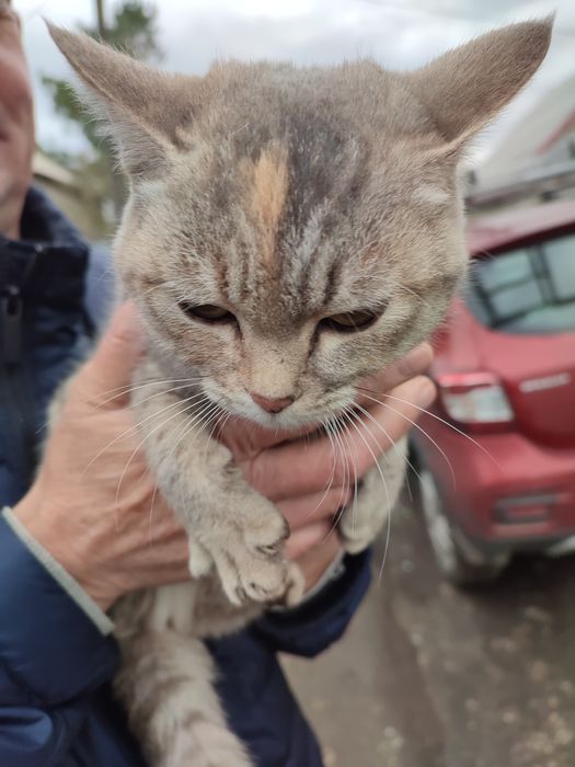 Котёнок крысолов