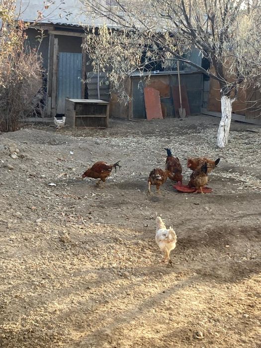 Тауықтар сатылады