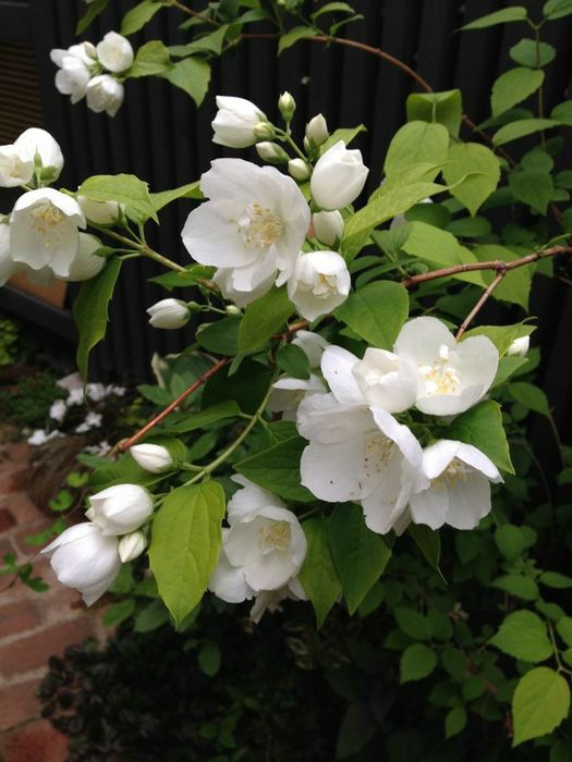 Iasomie Intens Parfumata