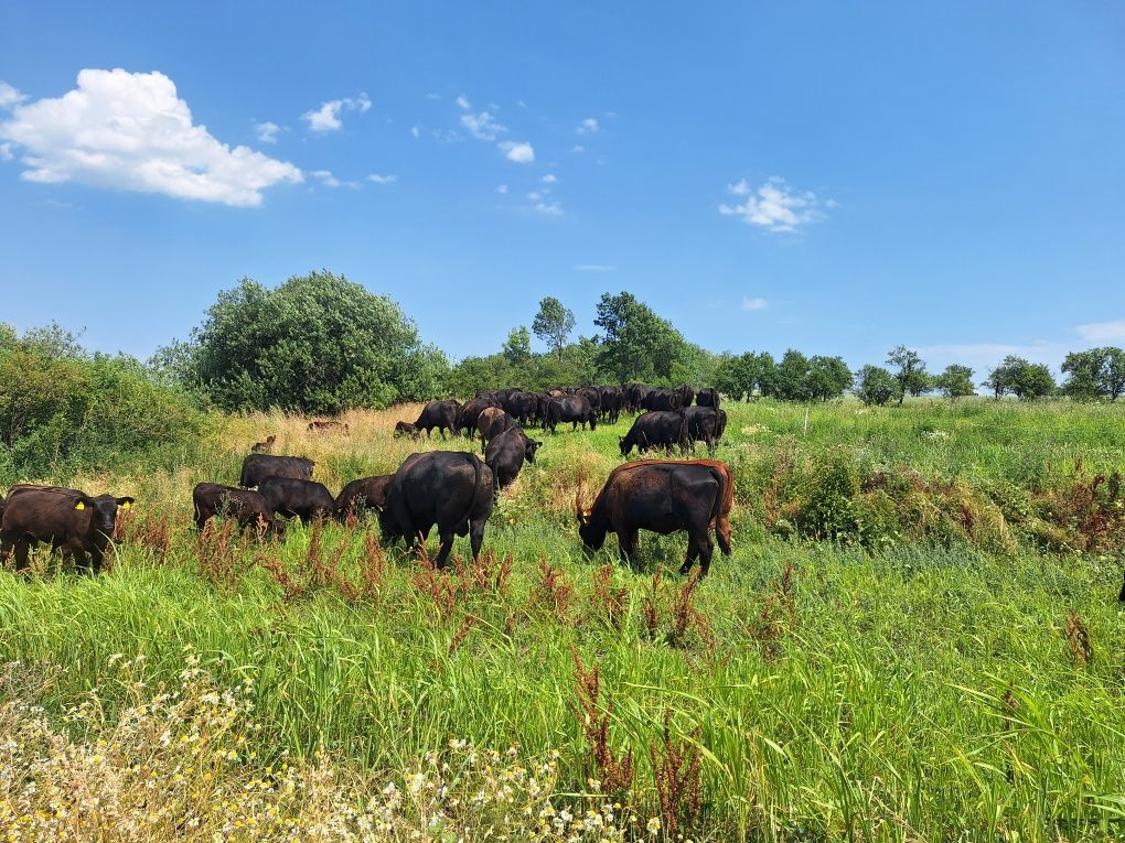 Juninci Aberdeen Angus