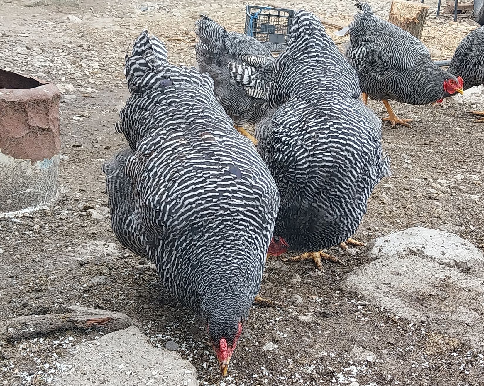 Vând ouă pentru incubat rasa Plymouth rock barat!