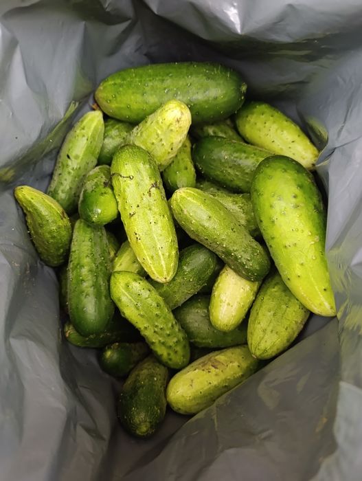 Огурцы продам. КШТ