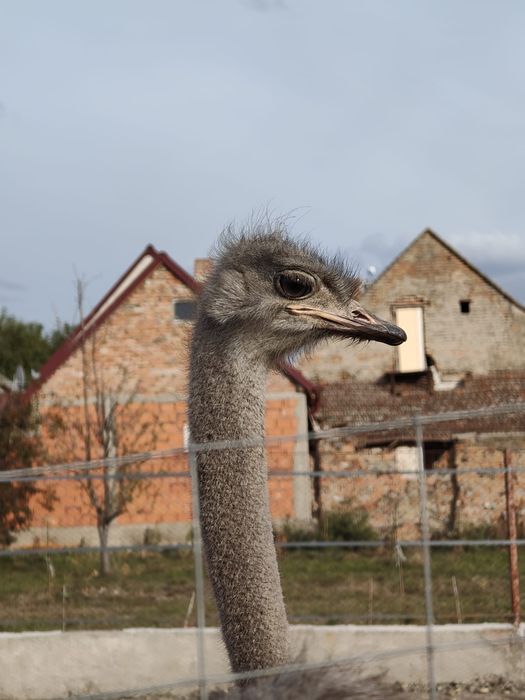 Vând familii de struți