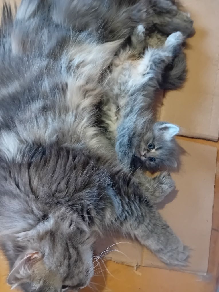 Персийски котки  на два месеца
