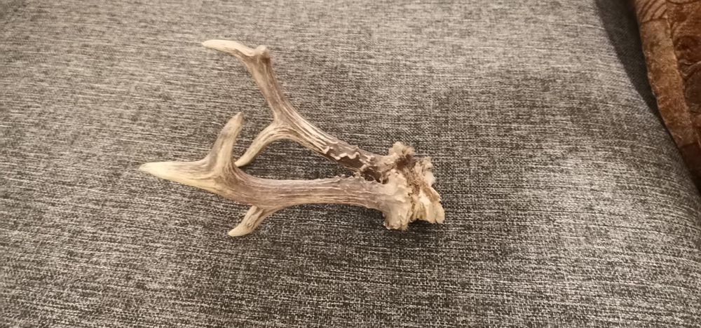 Trofeu coarne caprior