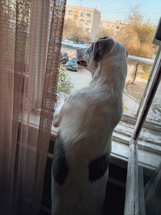 Отдам в хорошие руки