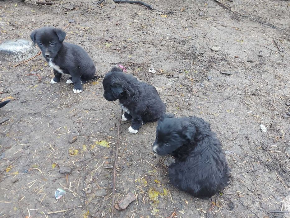 Donez catelusi jucausi