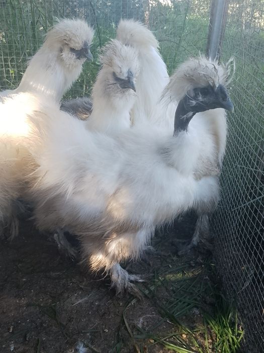 Mătase japoneza cocoși !