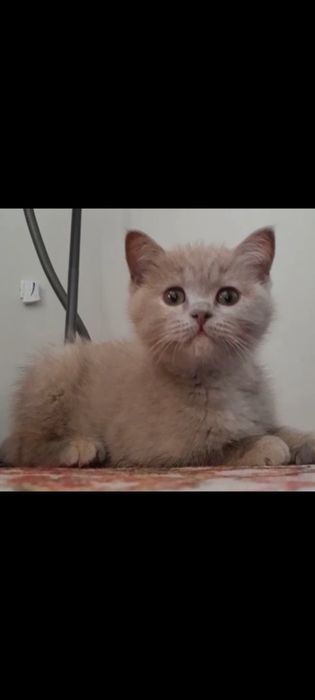 Скотч фолд мушук сотилади