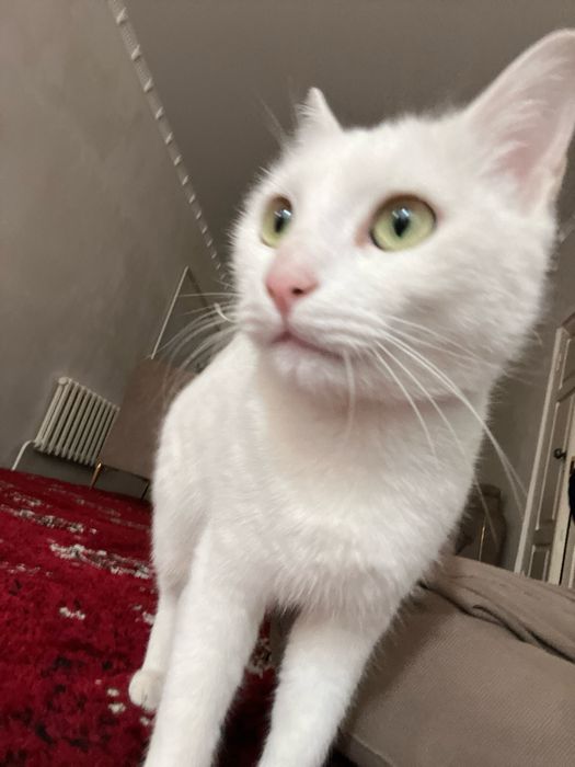 Mushuk beriladi bepul