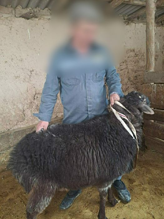 Баран пройзводитель- қошқар