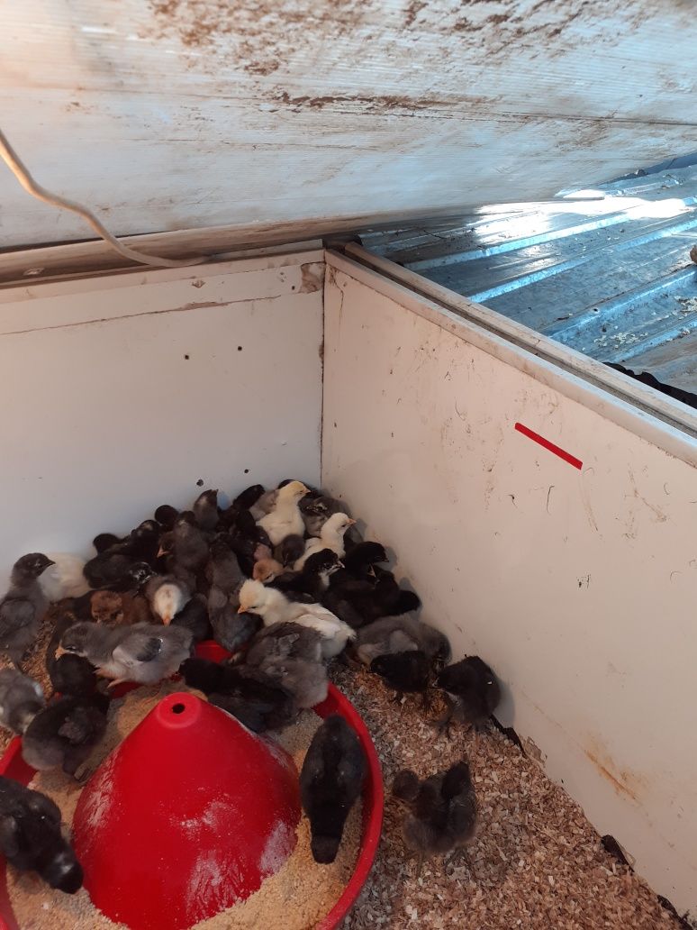 Pui australorp de 2saptamani