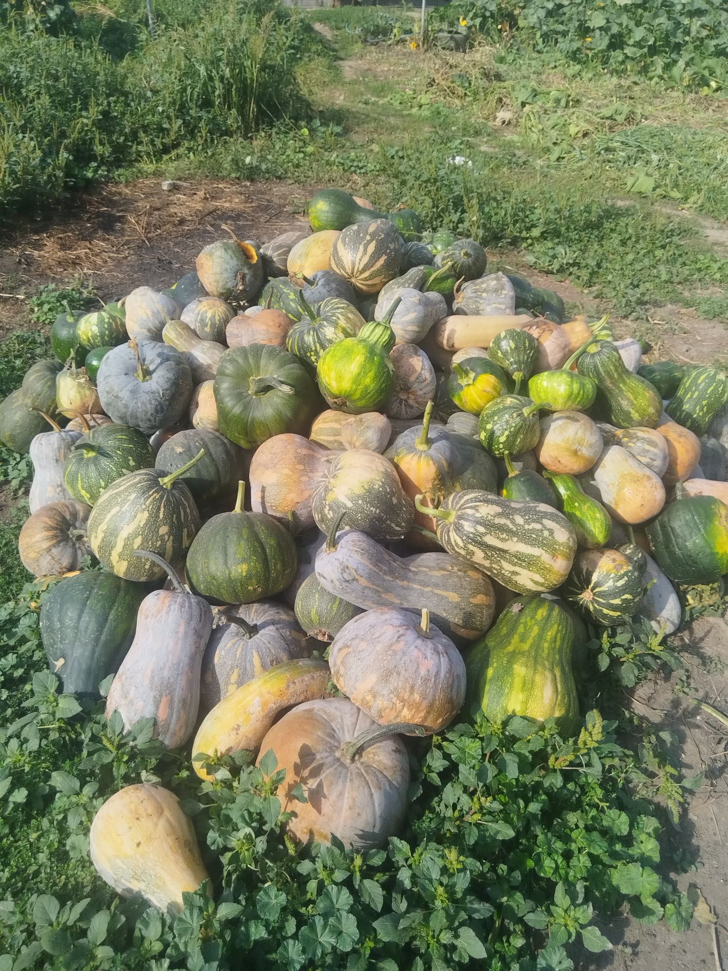 Продам тыкву домашнюю