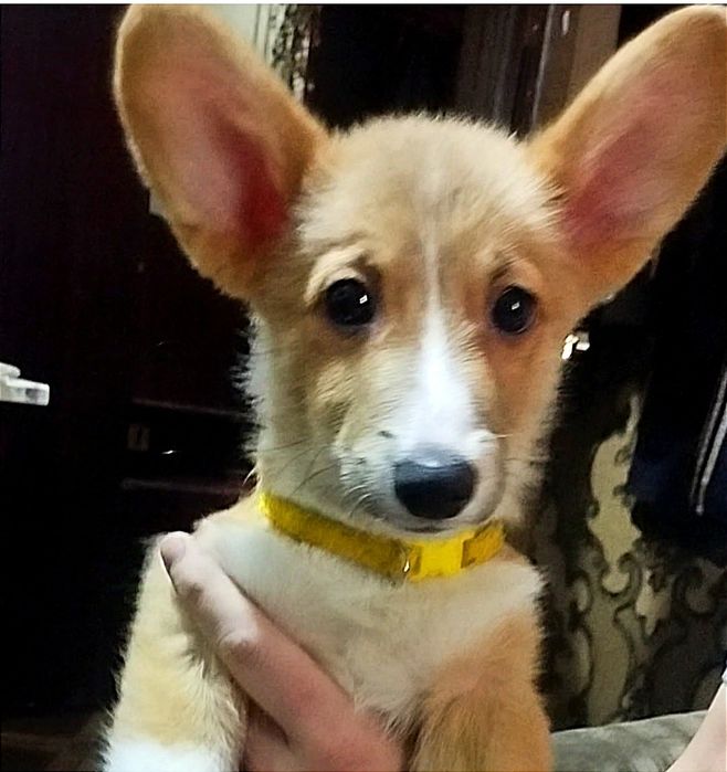 Мальчик вельш пемброк корги