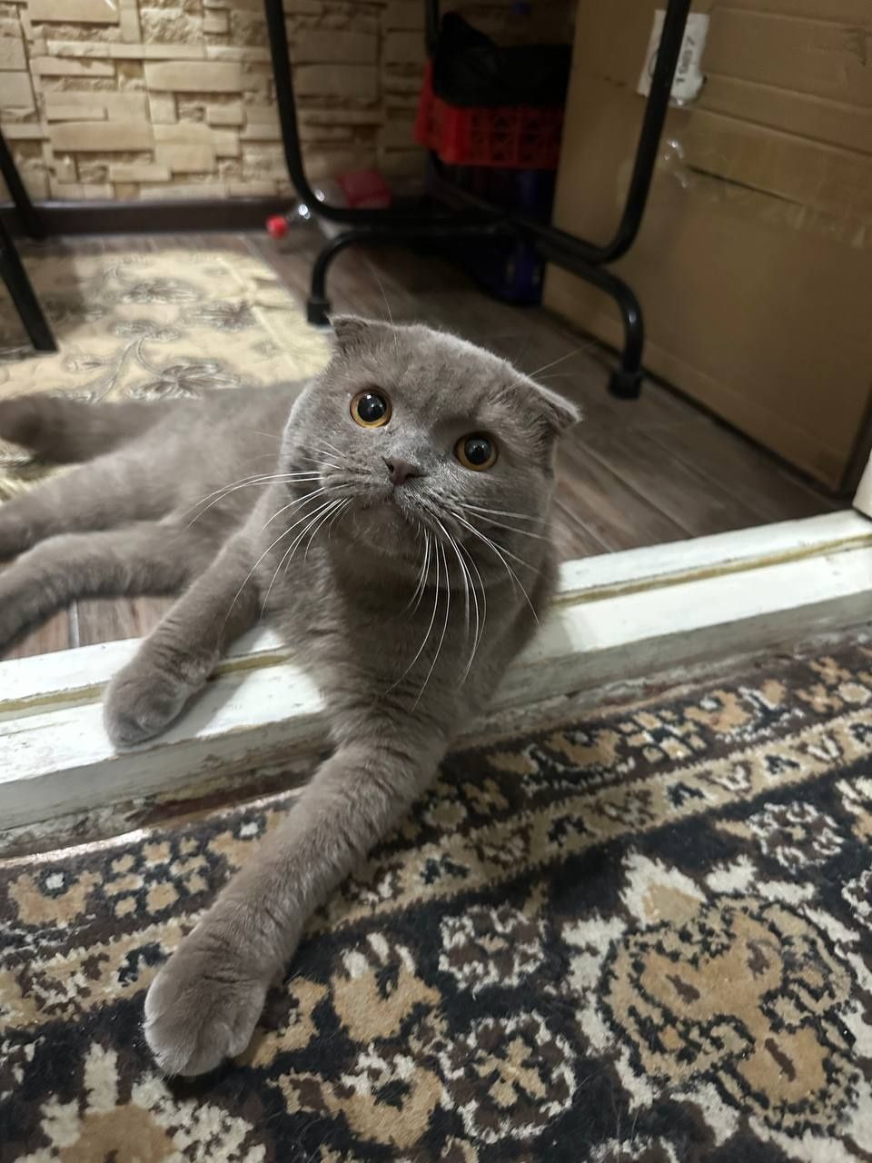 Продаётся кот вислоухий
