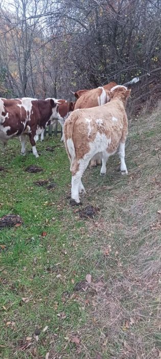 Vând juninci și 2 tăurași