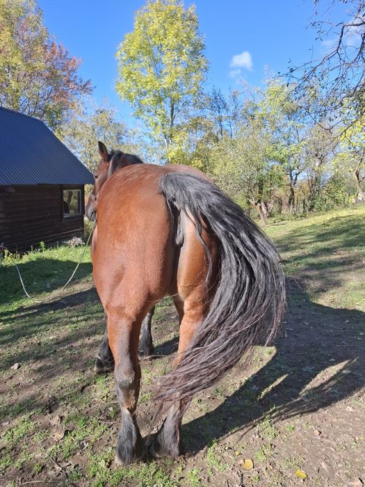 Vand iapa de 9 ani cu acte in regula
